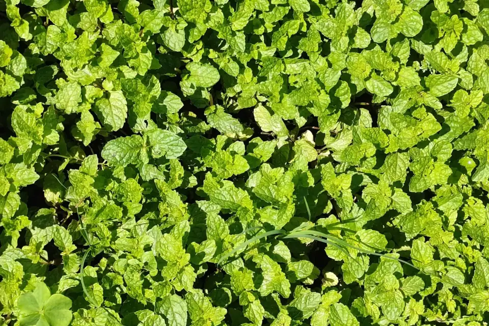 A dense, unbroken patch of bright green mint leaves covering the ground